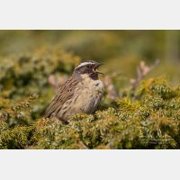 5184 x 3456_Px _RM_140515_MG_1487.jpg