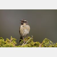 5184 x 3456_Px _RM_140515_MG_1506.jpg