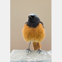 2293 x 3439_Px _RM_150522_MG_1340.jpg