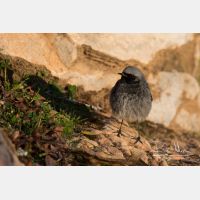 4144 x 2763_Px _RM_150208_MG_4513.jpg