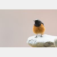 4217 x 2812_Px _RM_150522_MG_1323.jpg