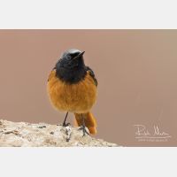 4252 x 2835_Px _RM_150522_MG_1368.jpg