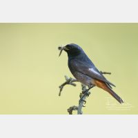 4458 x 2972_Px _RM_140624_MG_9899.jpg