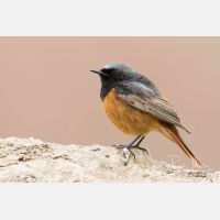 4585 x 3057_Px _RM_150522_MG_1358.jpg