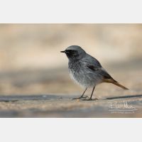 4635 x 3090_Px _RM_150208_MG_4316.jpg