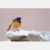 4661 x 3108_Px _RM_150522_MG_1330.jpg