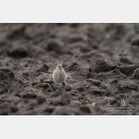 4724 x 3149_Px _RM_130329_MG_0491.jpg