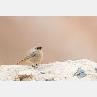 4740 x 3160_Px _RM_150522_MG_1215.jpg