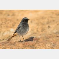 4774 x 3183_Px _RM_150208_MG_4376.jpg