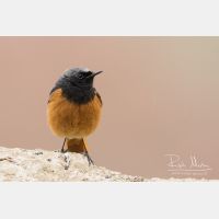 4792 x 3195_Px _RM_150522_MG_1371.jpg