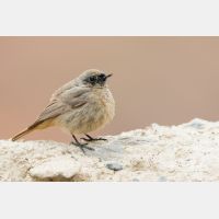 4844 x 3230_Px _RM_150522_MG_1249.jpg