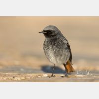 4910 x 3274_Px _RM_150209_MG_6392.jpg