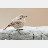 4923 x 3282_Px _RM_150522_MG_1260.jpg