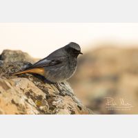 4939 x 3293_Px _RM_150209_MG_6408.jpg