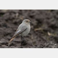 4944 x 3296_Px _RM_130329_MG_0523.jpg