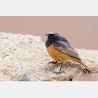 5019 x 3346_Px _RM_150522_MG_1356.jpg