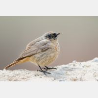 5176 x 3450_Px _RM_150522_MG_1269.jpg