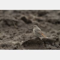 5184 x 3456_Px _RM_130329_MG_0517.jpg