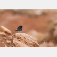 5184 x 3456_Px _RM_140311_MG_1380.jpg