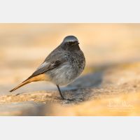 5241 x 3494_Px _RM_150209_MG_6755.jpg