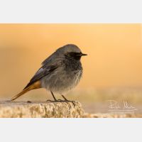 5295 x 3530_Px _RM_150209_MG_6870.jpg