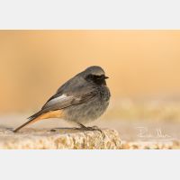 5400 x 3600_Px _RM_150209_MG_6889.jpg