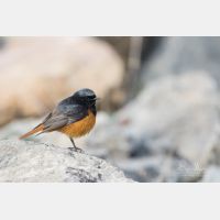 5472 x 3648 Px   _RM_180506__D2_0042.jpg