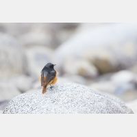 5472 x 3648 Px   _RM_180516__D2_3229.jpg