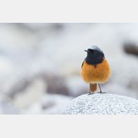 5472 x 3648 Px   _RM_180516__D2_3245.jpg