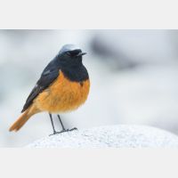 5472 x 3648 Px   _RM_180516__D2_3249.jpg