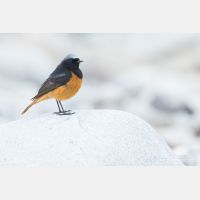 5472 x 3648 Px   _RM_180516__D2_3264.jpg