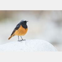 5472 x 3648 Px   _RM_180516__D2_3269.jpg