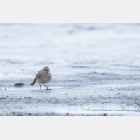 5472 x 3648 Px   _RM_180518__D2_4317.jpg