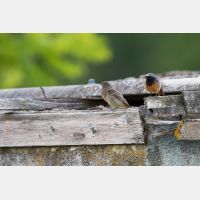 5472 x 3648 Px   _RM_180626__D2_9083.jpg