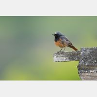 5472 x 3648 Px   _RM_180626__D2_9234.jpg