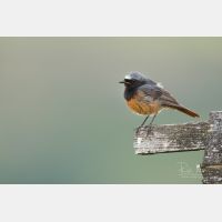 5472 x 3648 Px   _RM_180626__D2_9297.jpg