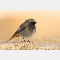 5472 x 3648_Px _RM_150209_MG_6871.jpg