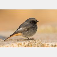 5472 x 3648_Px _RM_150209_MG_6908.jpg