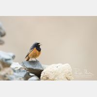 5472 x 3648_Px _RM_150522_MG_1343.jpg