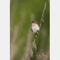 3648 x 5472_Px _RM_160526_MG_0933.jpg