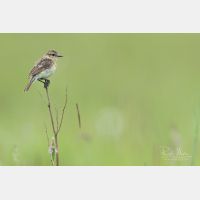 4304 x 2870 Px   _RM_190626_D2_9802.jpg