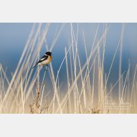 4381 x 2921_Px _RM_140523_MG_5064.jpg