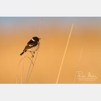 4571 x 3048_Px _RM_140523_MG_5308.jpg