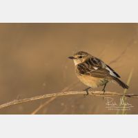 4769 x 3180_Px _RM_160530_MG_4341.jpg