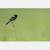 4778 x 3186 Px   _RM_190626_D2_9638.jpg