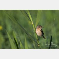 4849 x 3232_Px _RM_150606_MG_2414.jpg