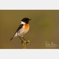 4892 x 3262_Px _RM_140524_MG_6187.jpg