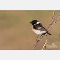 4892 x 3262_Px _RM_160530_MG_3948.jpg