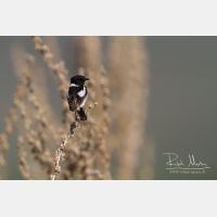 4893 x 3262_Px _RM_140518_MG_2511.jpg