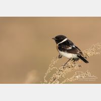 4895 x 3263_Px _RM_160530_MG_3959.jpg